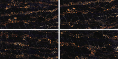 Digital Vitrified Tiles Code Golden Portaro (600x1200 mm) High Glossy