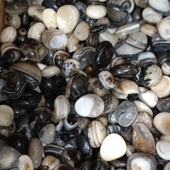 Pebbles Black Oynx Polished